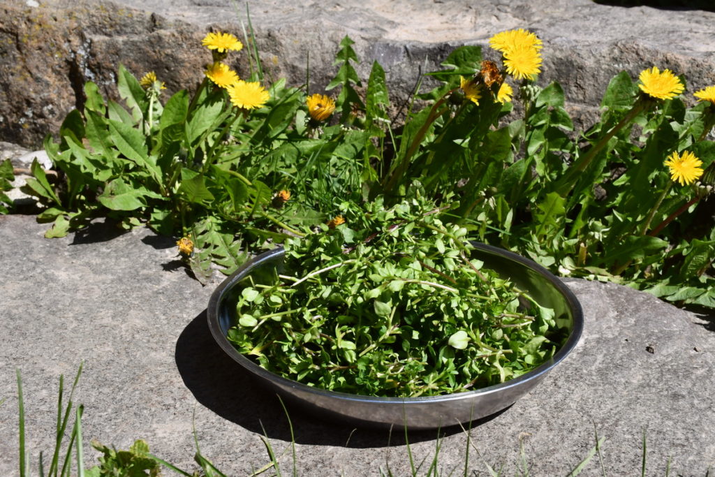 A stainless steel bowl mounded high with freshly cut chickweed stems. The bowl is sitting on top of a rock. Behind the bowl is a line of dandelions growing up from between two rocks. It is a sunny day.