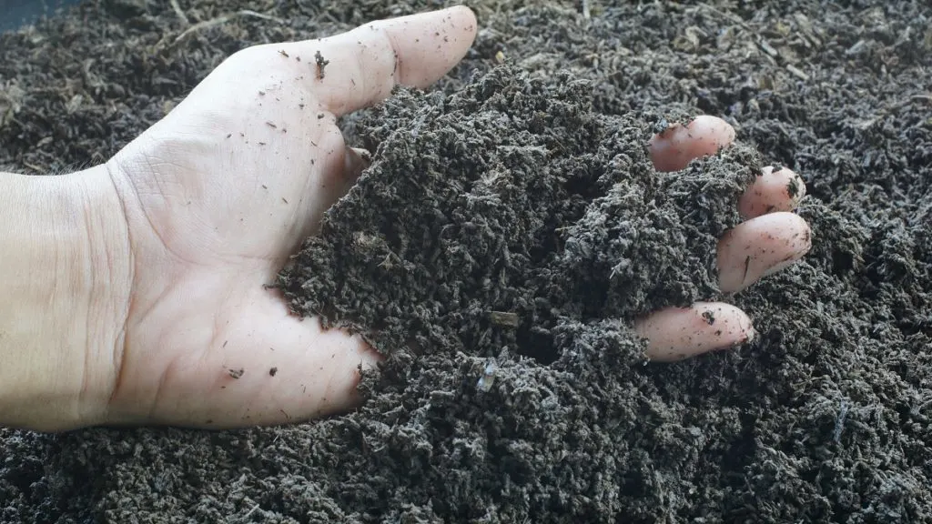 A hand lifting a handful of dry, brown worm castings.