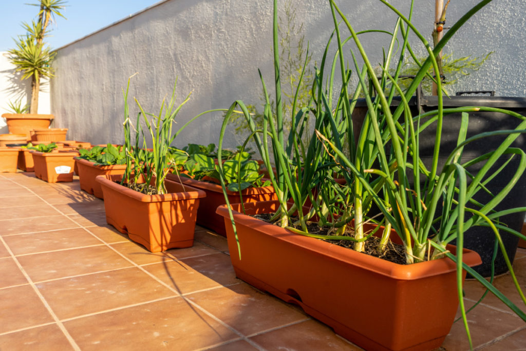 Containers of onions and basil are growing on a patio in the sun.