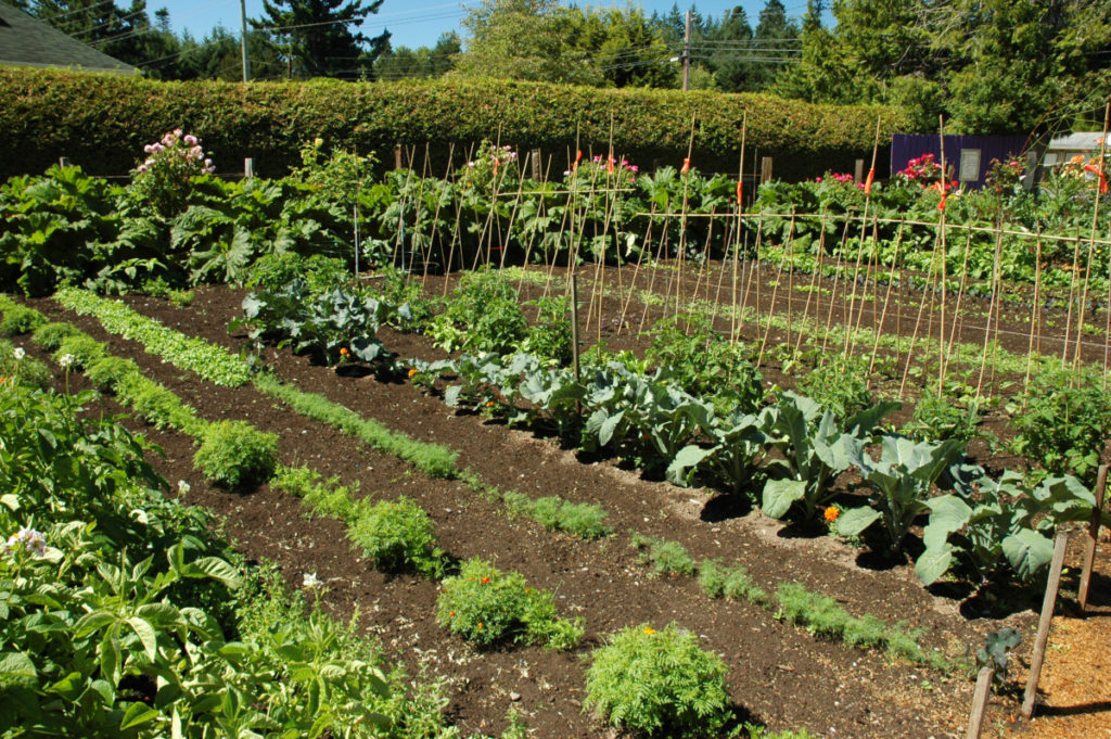 A near perfect vegetable garden with neat rows, no weeds and large, healthy vegetable plants everywhere.