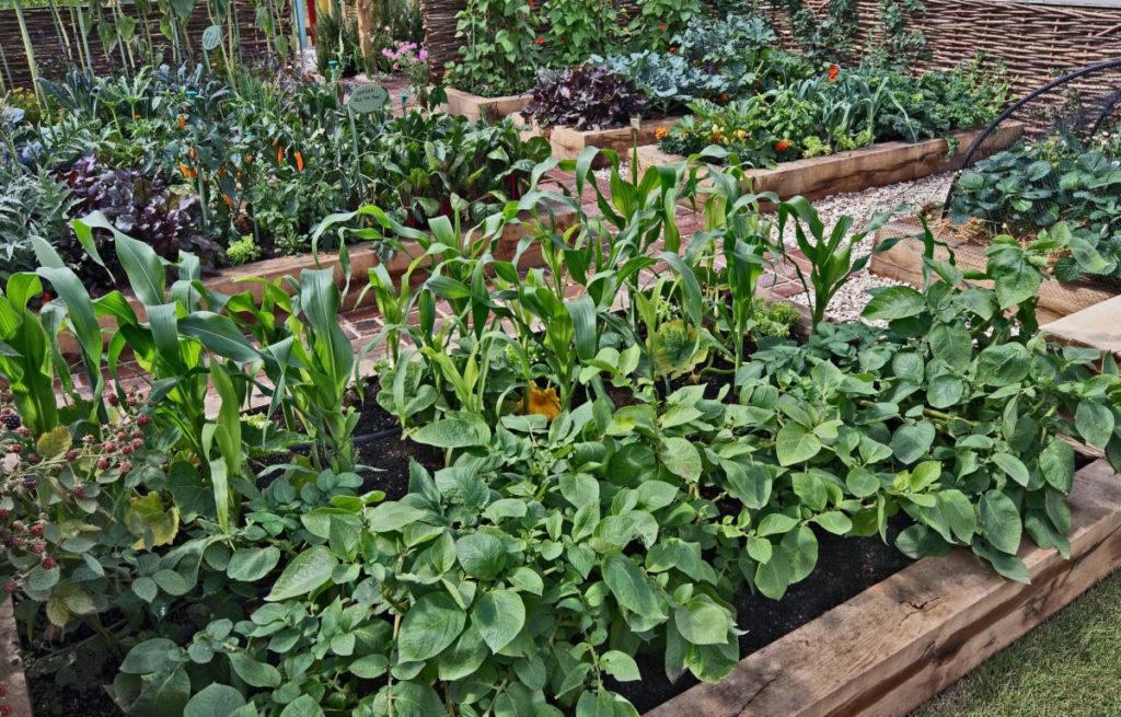 Well kept raised beds filled with healthy vegetables.