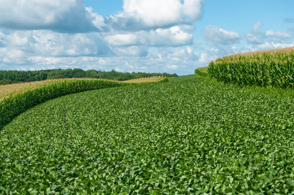 Soybeans and corn grown in wide swathes on this large commercial farm.