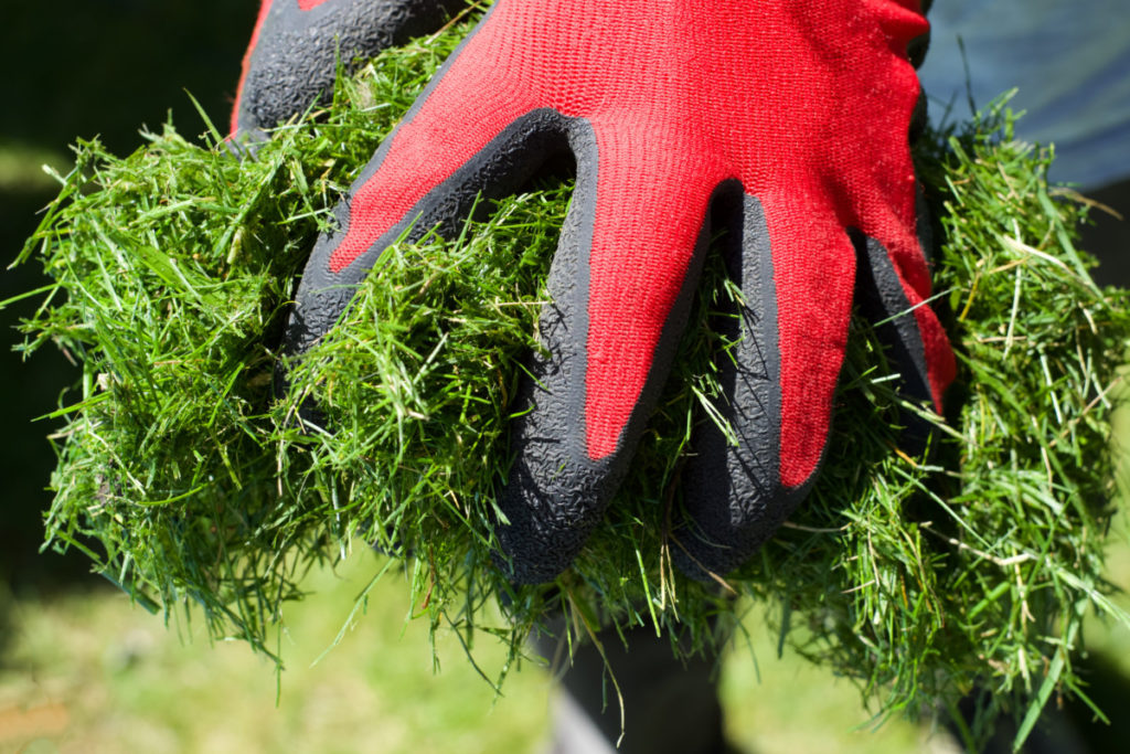 Red-gloved hand holding grass clippings.