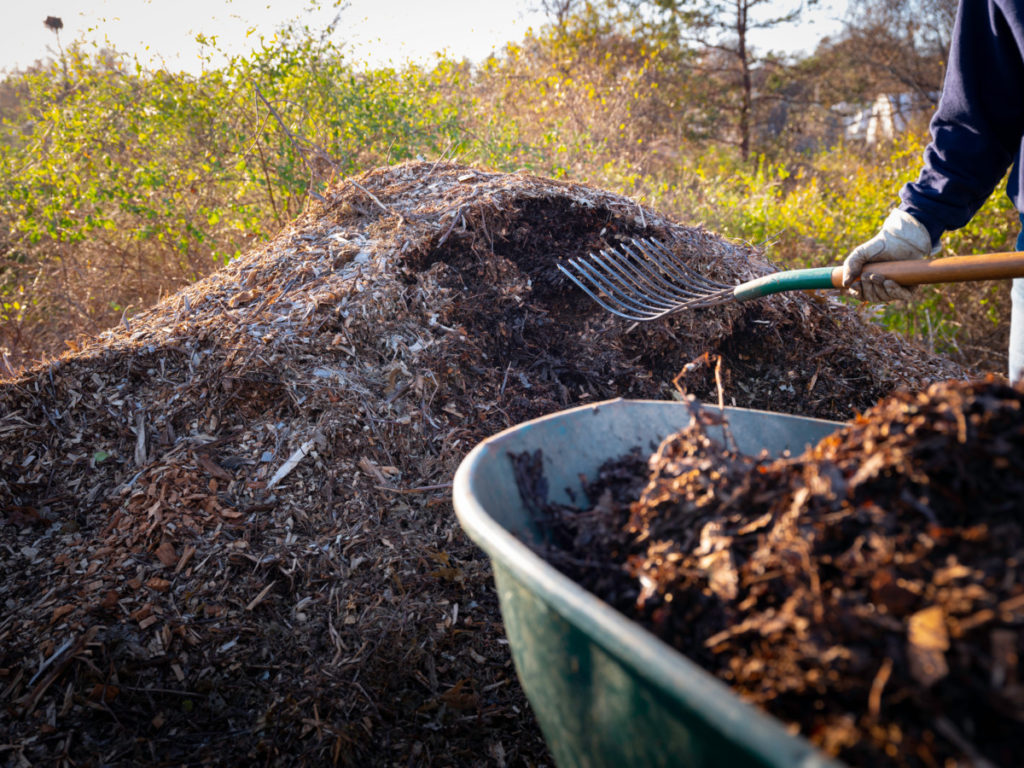 Someone holding a pitchfork is scooping heaps of compost from a large pile, into a wheelbarrow.