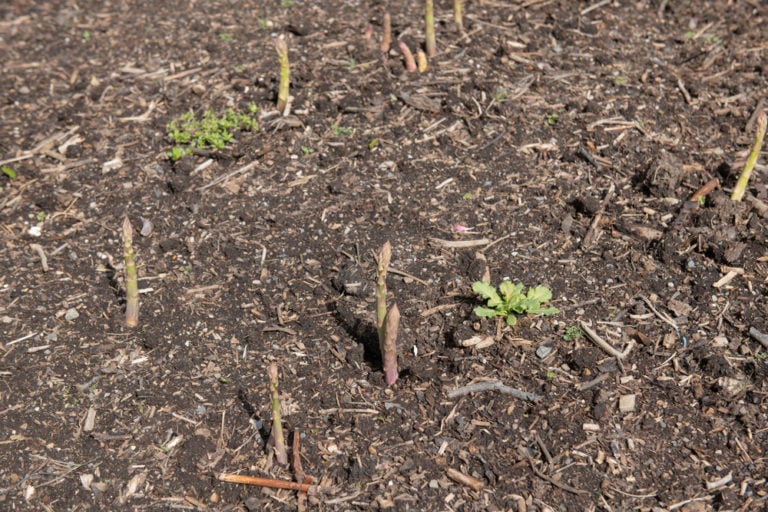 How To Plant an Asparagus Bed Plant Once & Harvest For 30+ Years