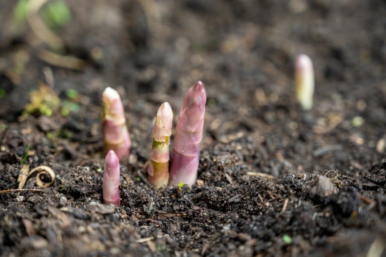 How To Plant an Asparagus Bed Plant Once & Harvest For 30+ Years