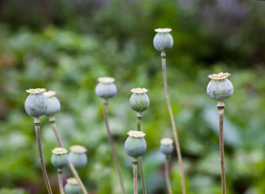 8 Delicious Reasons to Grow Breadseed Poppies