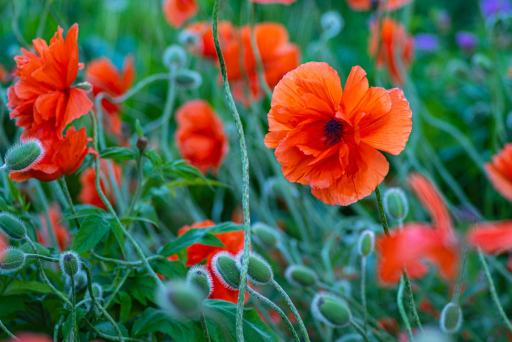 Bright orange poppies and their green pods.