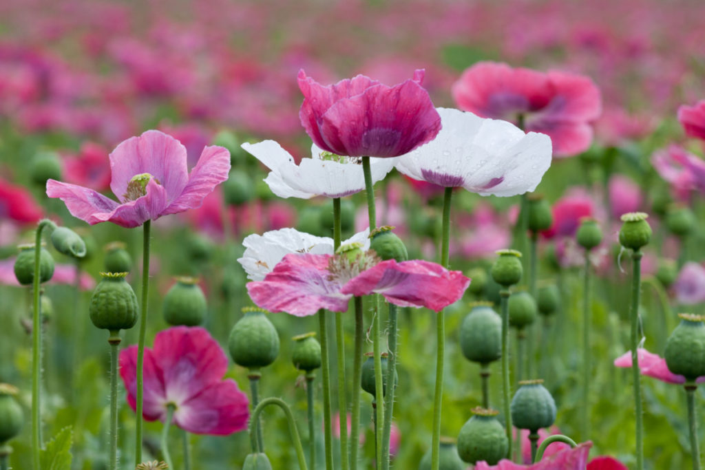 A field of pink and white poppies.