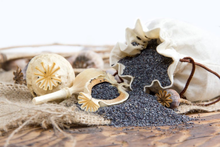 8 Delicious Reasons to Grow Breadseed Poppies