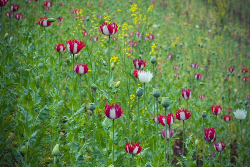 Red and white poppies in a meadow.