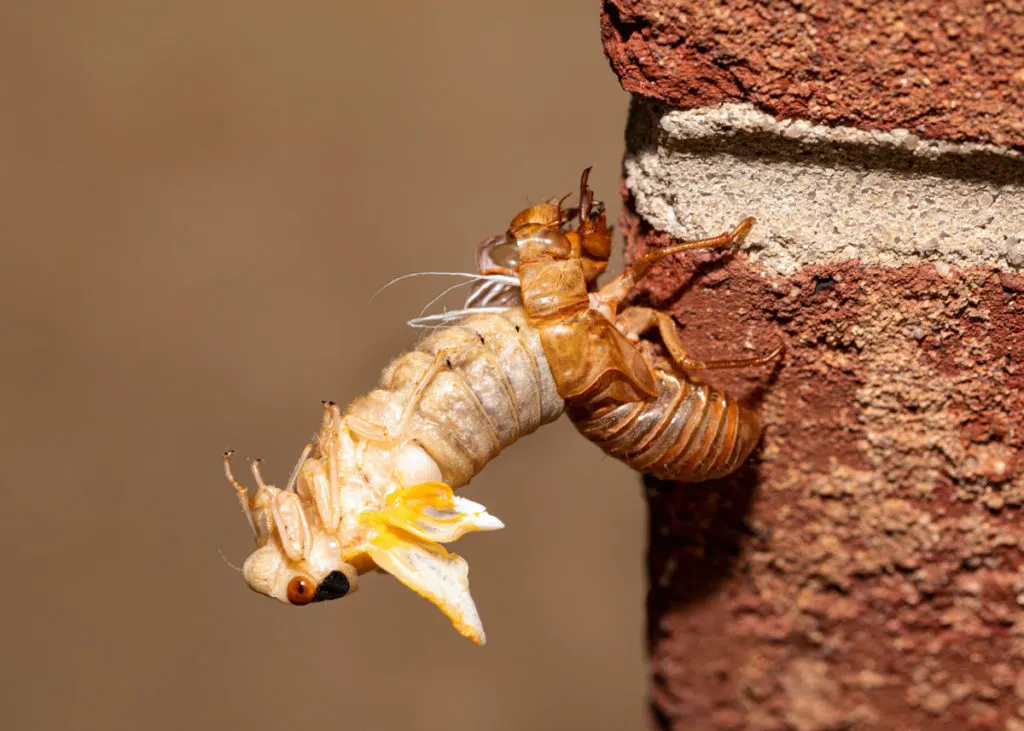 A cicada nymph stretches from its shell.
