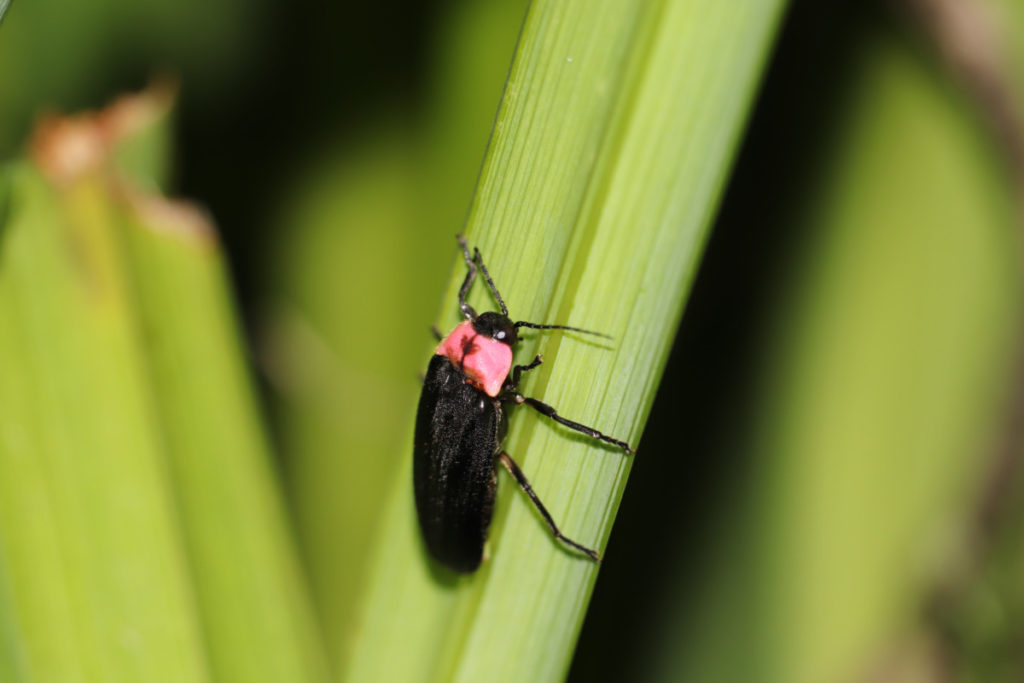 Close up of a firefly climbing a blade of grass.