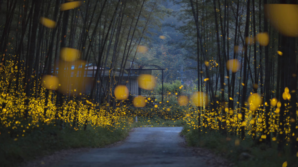 Fireflies line either side of a driveway leading up to a house.