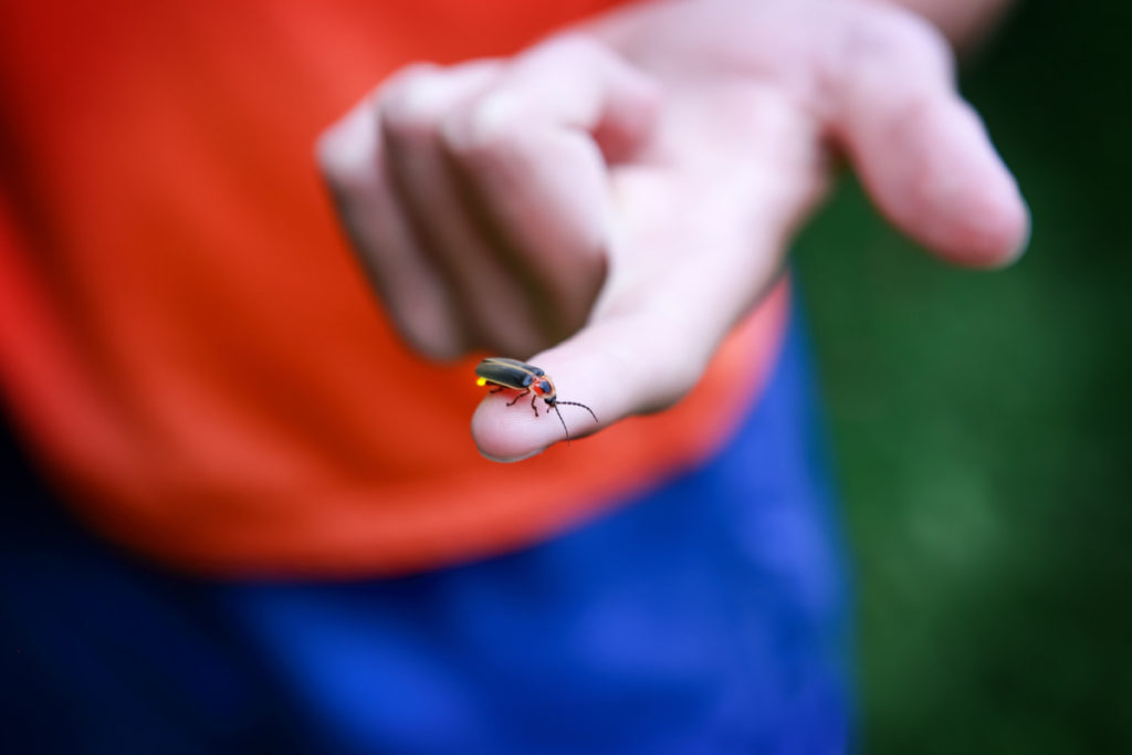 A child holds their hand out to the camera with a lightning bug on the end of their finger.