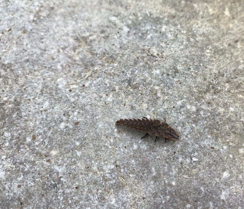 A brown firefly larva crawls across a cement surface.