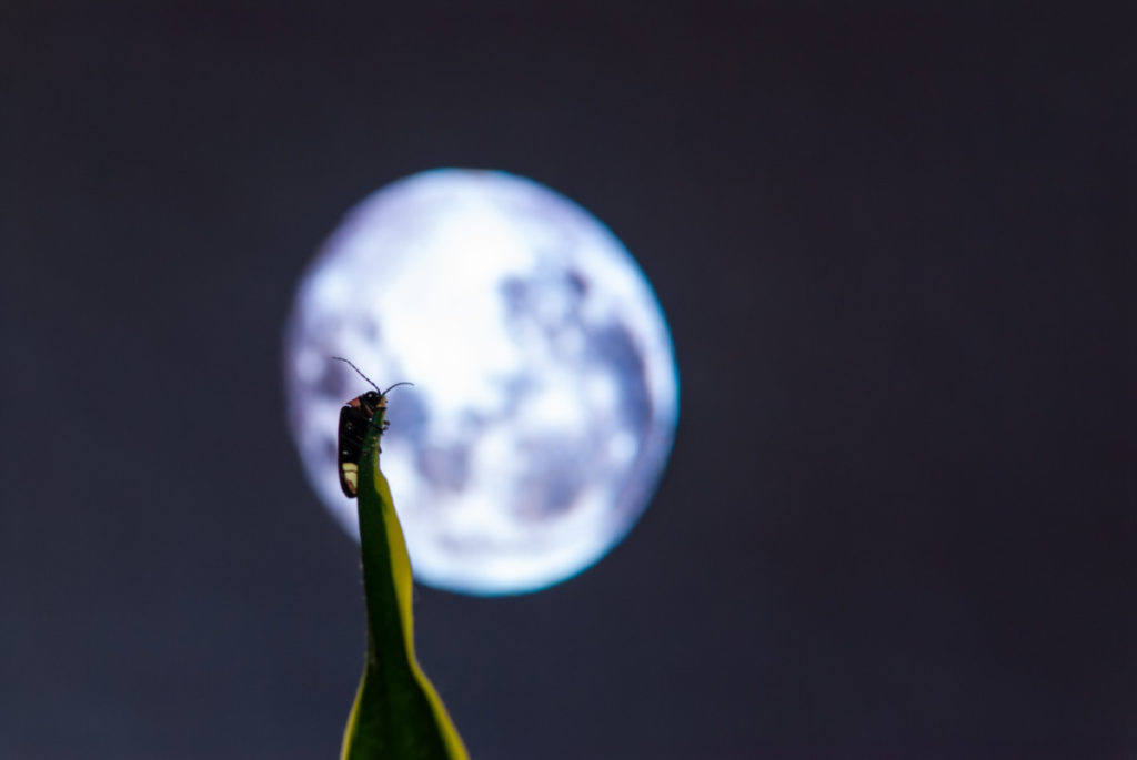 A single firefly sitting on the stem of a plant is highlighted by a full moon behind it.