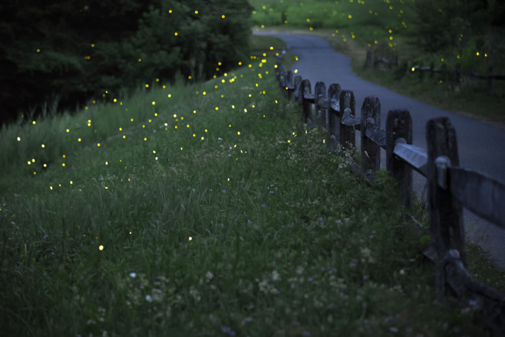 A country lane is dotted with green lights from fireflies.