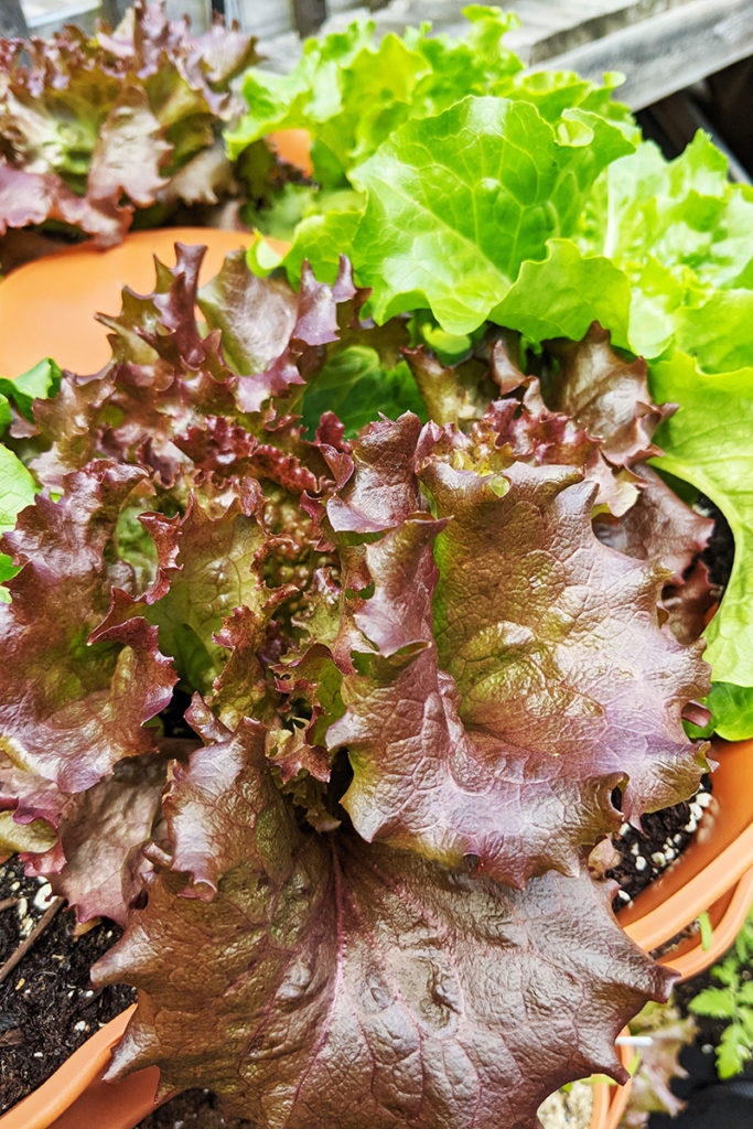Red sails lettuce and buttercrunch lettuce growing in the topmost ring of my Garden Tower 2.
