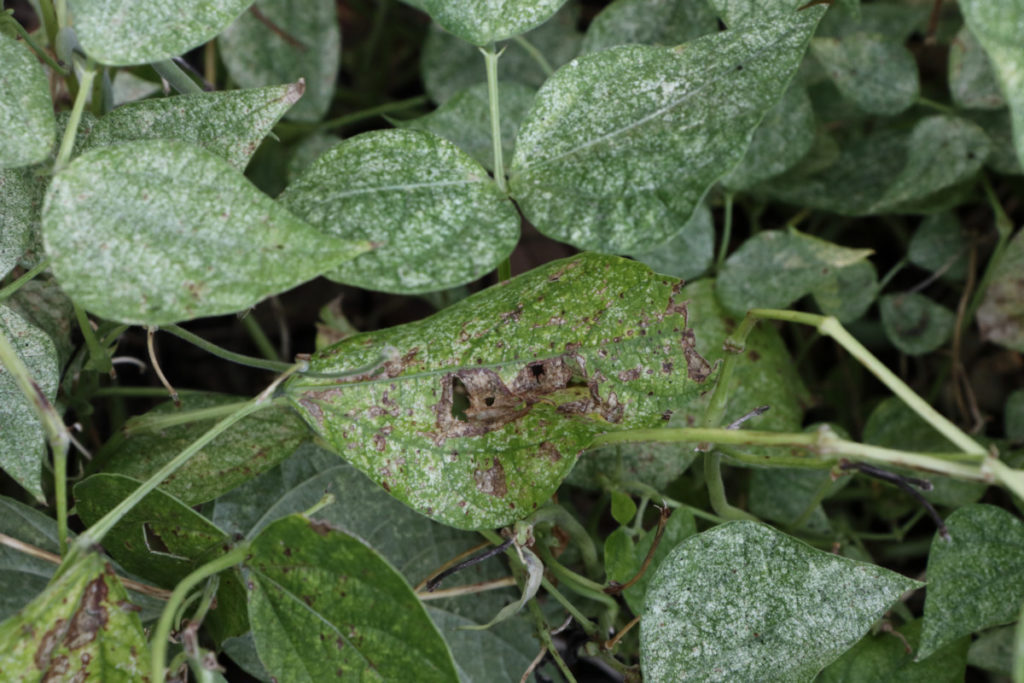 Mottled leaves of a bean plant, spider mite damage.