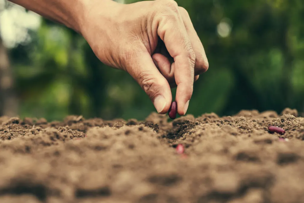 A man's hand putting a bean seed in the soil.