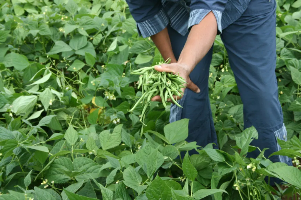 Someone holding a handful of green beans in a bean patch.