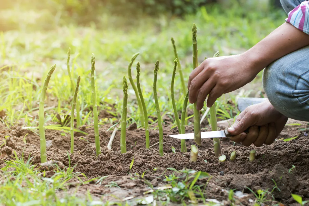 Person squatting down in the garden, and slicing new asparagus spears that are growing up from the soil. 