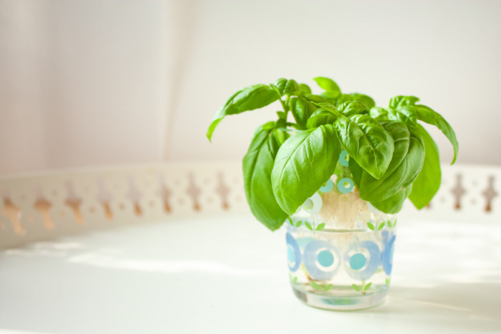 A rooted basil plant in a cup of water in the sunshine.