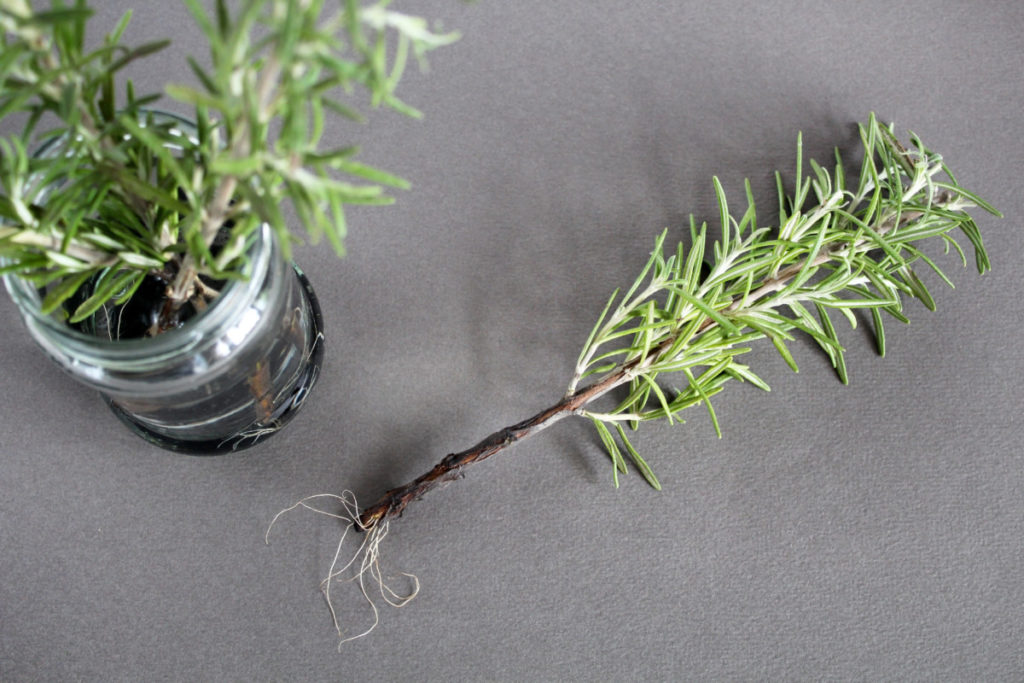 A rooted rosemary cutting on a counter next to a jar containing other rosemary cuttings.