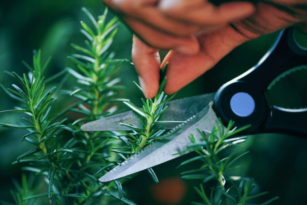 Close up of fingers holding the tip of a rosemary sprig and cutting it from the plant with a pair of black handled kitchen scissors.