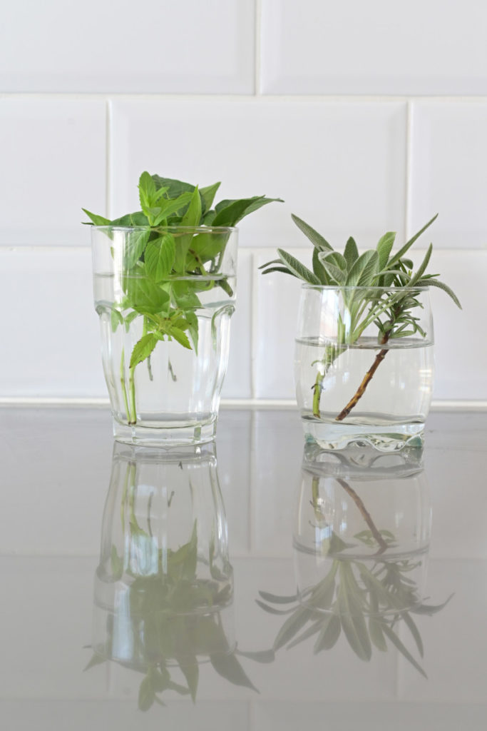 Two cups of water on a counter, both have herb cuttings in them for propagation. 