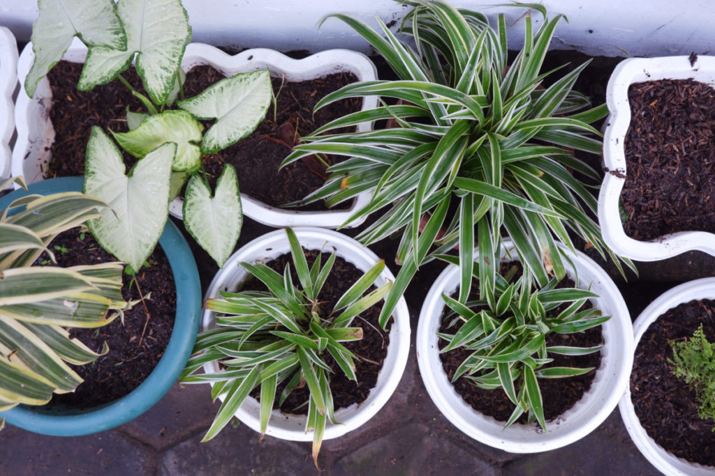 Several potted houseplants outside on a patio.