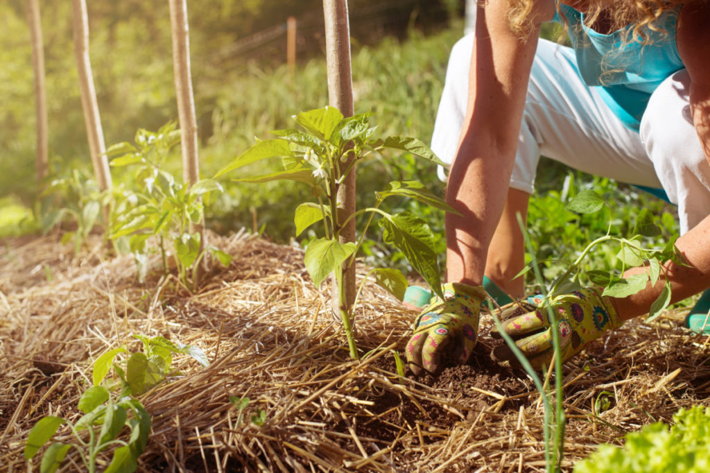 A woman is placing straw mulch around pepper plants. 