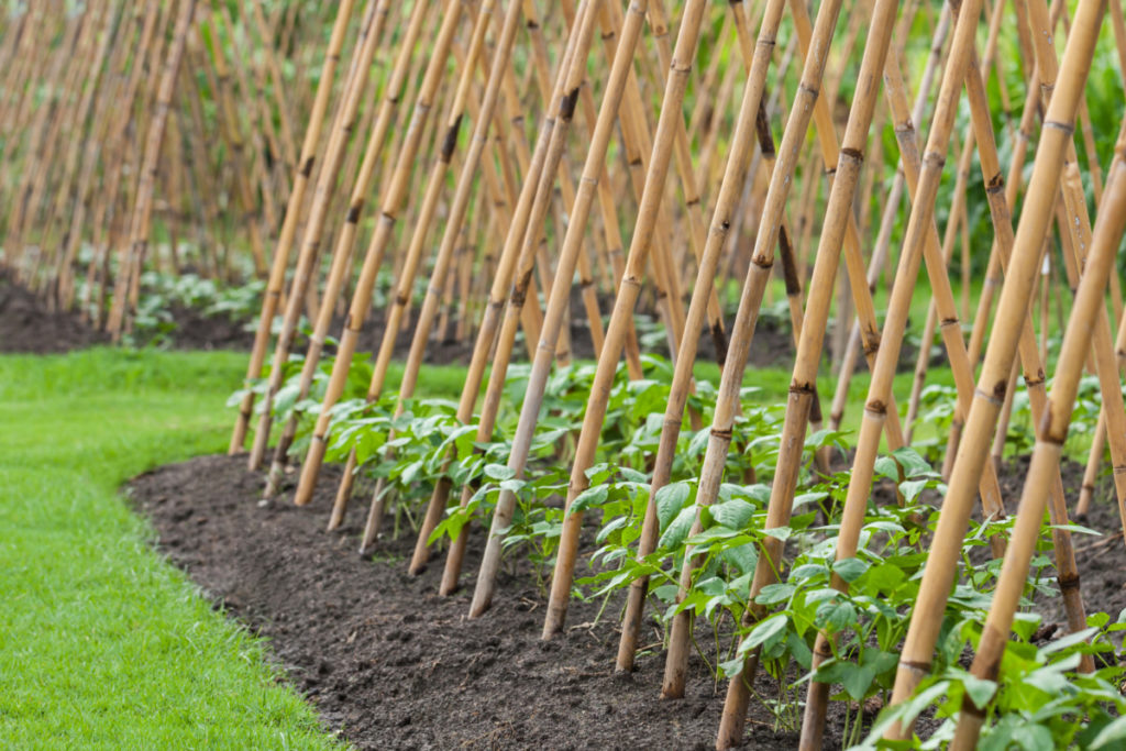 Neat rows of runner beans planted at the base of bamboo poles in the ground.