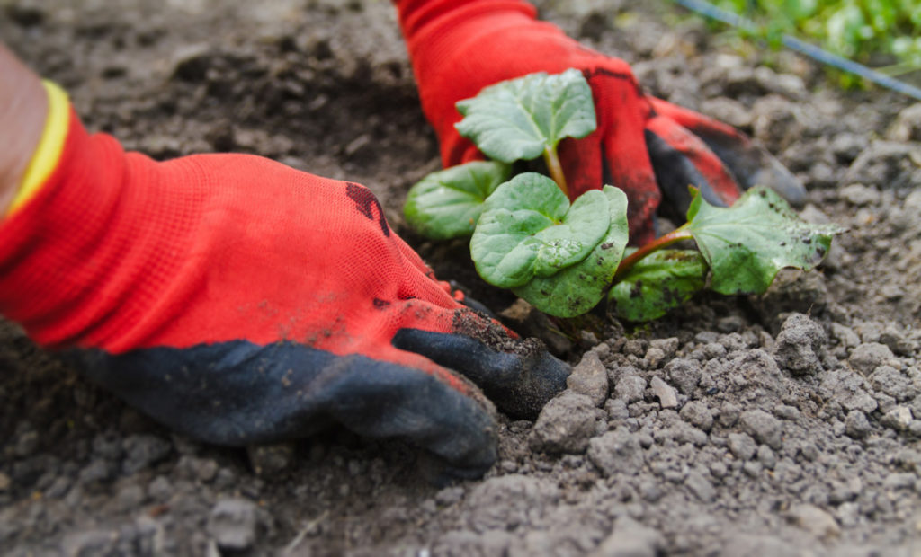 Hands shown with red garden gloves on, they are planting a rhubarb seedling.