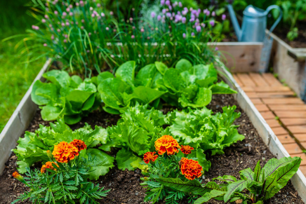 A small raised bed garden with chives, lettuces, marigolds and beets growing in it.