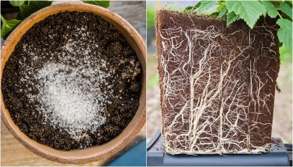 Mycorrhizae in pot and plant with large root system