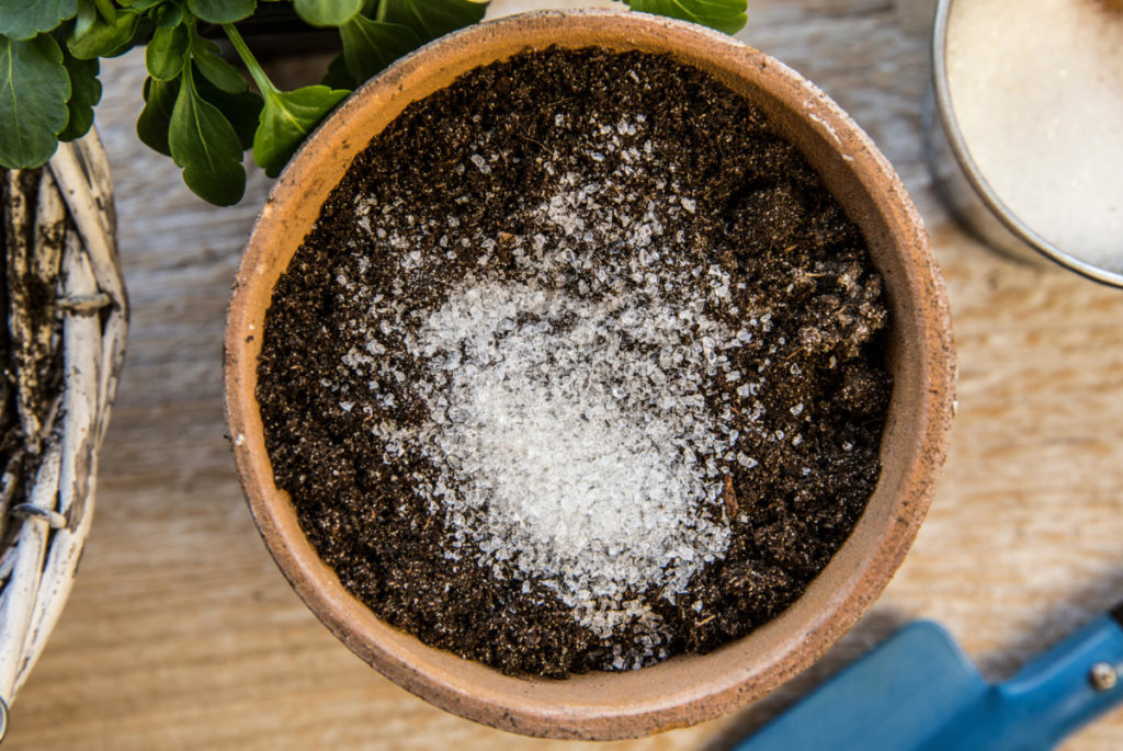 A birds eye view of a pot with potting soil and granules in it.