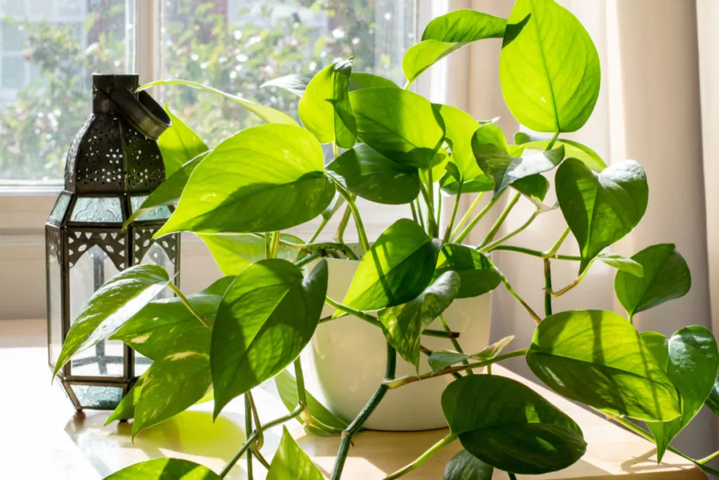 A healthy pothos sitting next to a window.