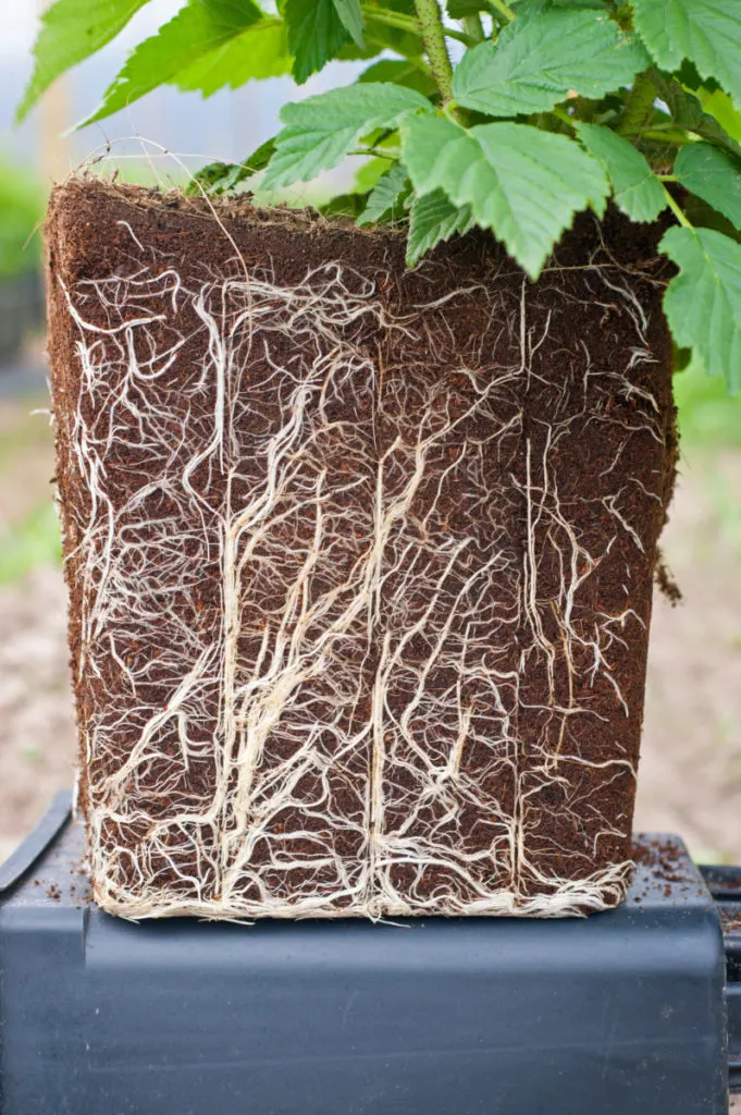 Root system of a potted raspberry bush.