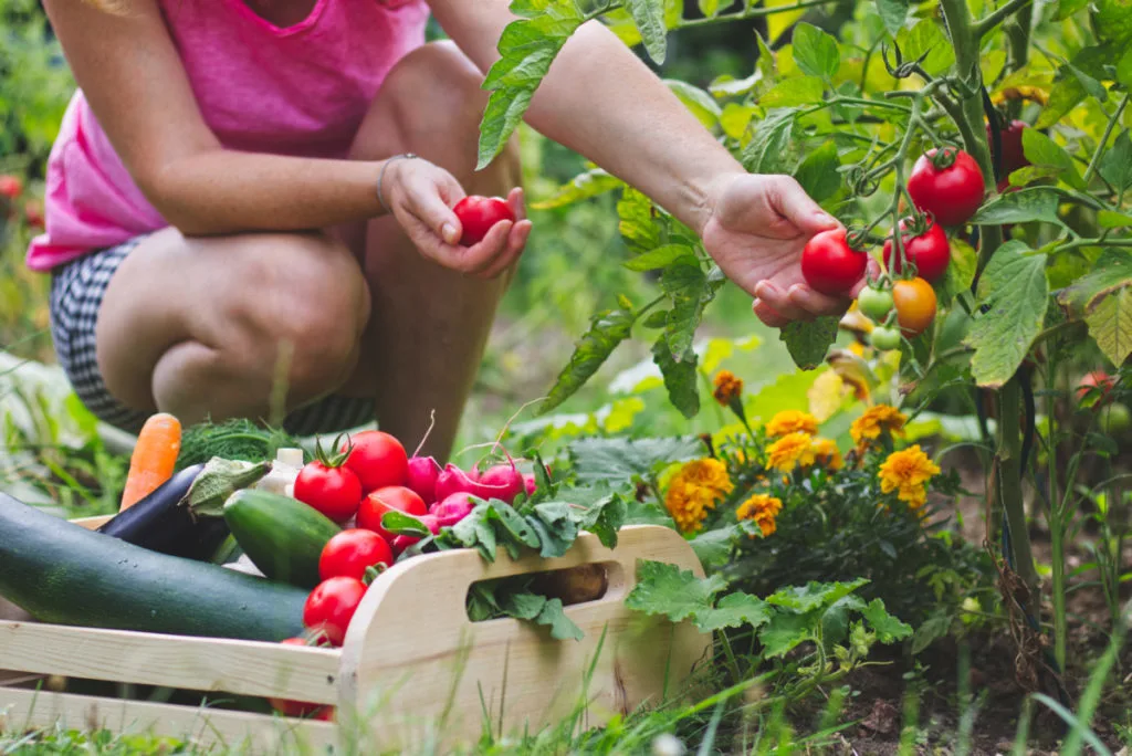 A woman is kneeling by a tomato plant picking tomatoes and putting them into a wooden basket full of freshly picked vegetables.