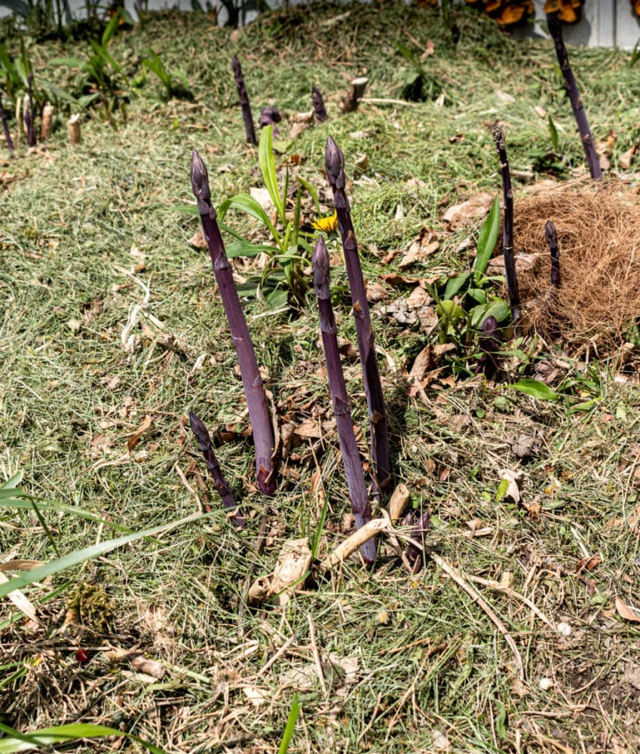 How To Plant an Asparagus Bed Plant Once & Harvest For 30+ Years