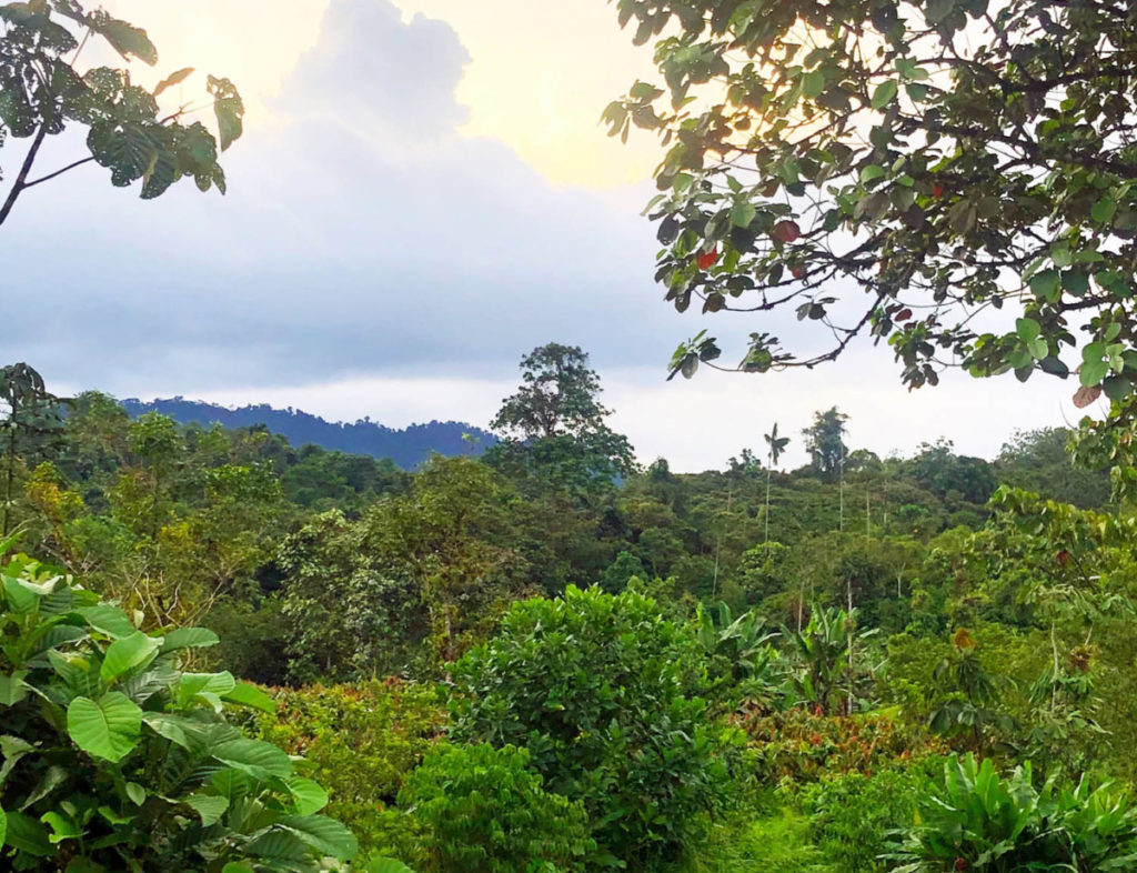 A view of the landscape, there are dense clouds with the sun behind them. There are large trees in the background and lower greenery growing on the ground. It is a beautiful rainforest view.
