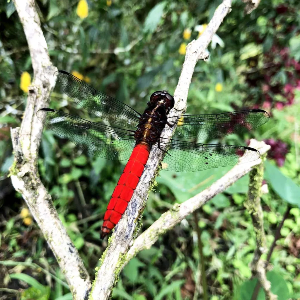 A bright red and black dragon fly rests on the branch of a tree.