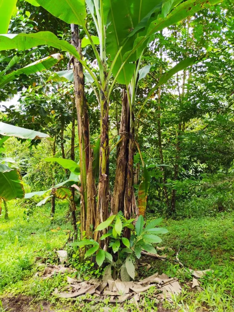 A large pioneer plant growing in the forest, it has large, lush leaves at the top and there is a layer of dead brown leaves around the base of the tree.