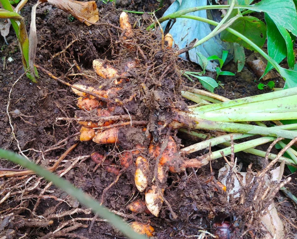 Freshly dug up ginger root covered in mud. 