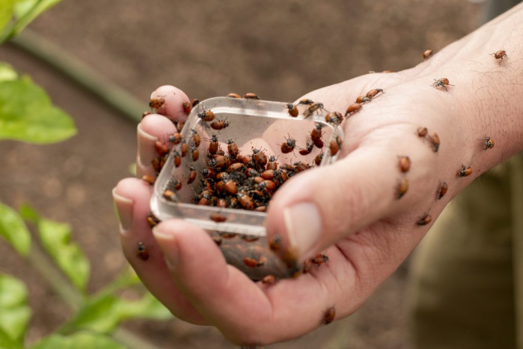 M. Olshan's hand holds a tiny square plastic container filled with ladybugs. The lid is off the container and the ladybugs are climbing all over his fingers and up his arm. 