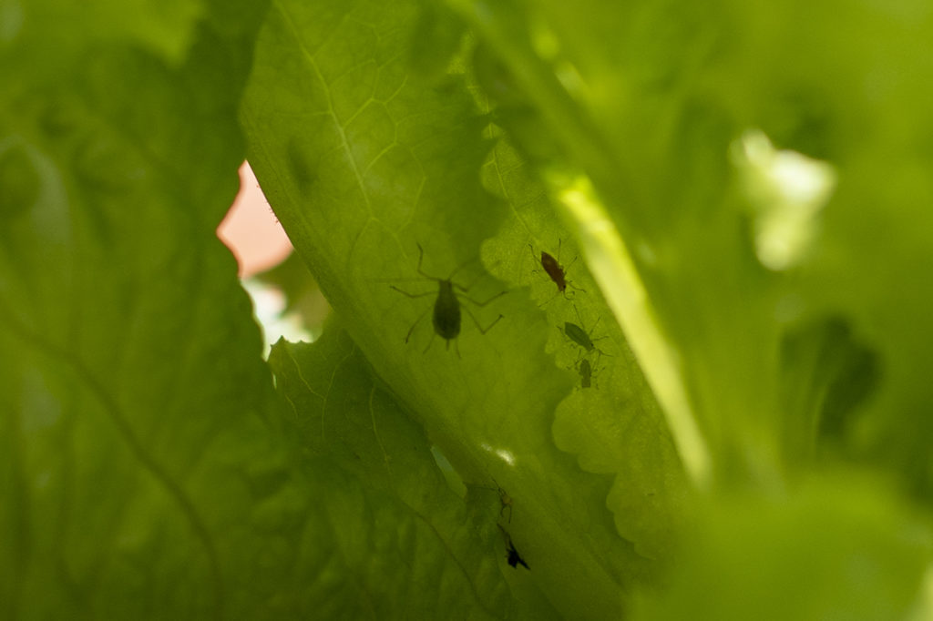 Close up of aphids crawling on the underside of a lettuce leaf.