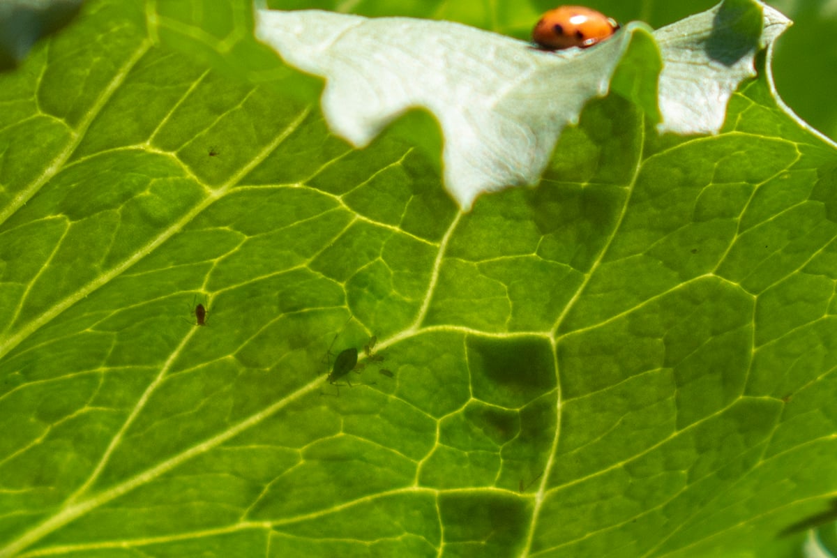How To Release Ladybugs Into Your Garden (& Why You Should)