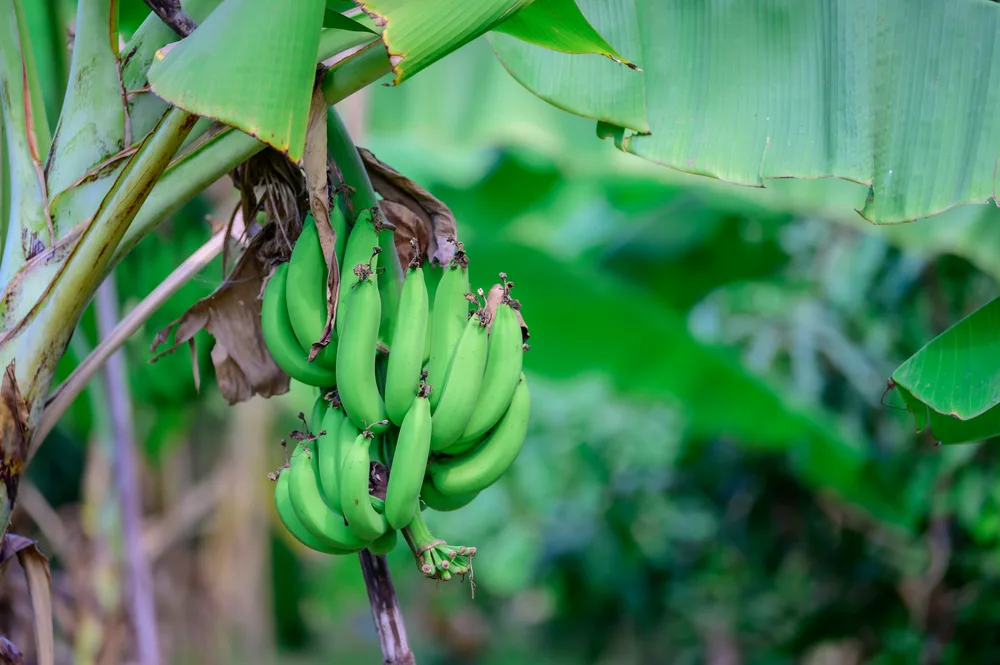 A hand of bright green bananas hangs from an established banana tree. The background foliage is out of focus. 